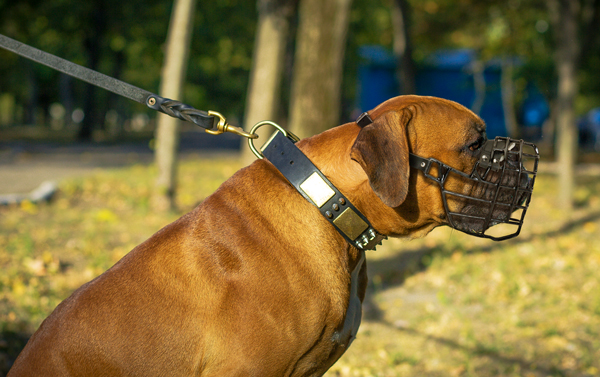 Walking Leather Dog Muzzle on Boxer