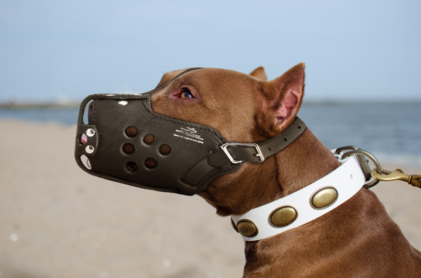 Leather Dog Muzzle on Pitbull for Training