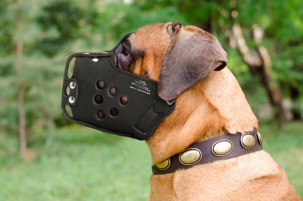 Strong Leather Dog Muzzle on Mastiff