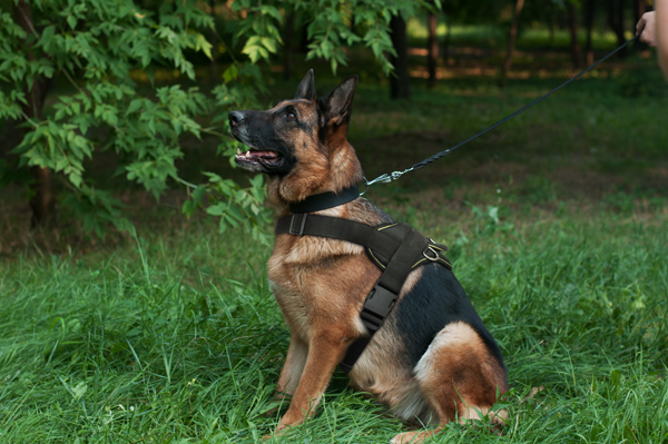 Walking Nylon Dog Harness on German Shepherd