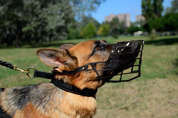 Walking Winter Dog Muzzle on German Shepherd