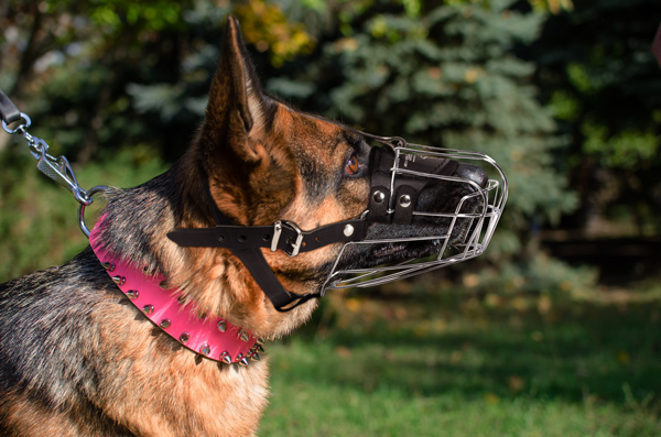 Reliable Walking Metal Dog Muzzle on German Shepherd