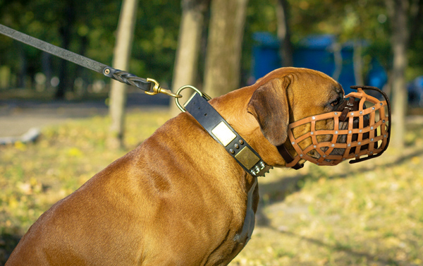 Walking Dog Muzzle on Boxer