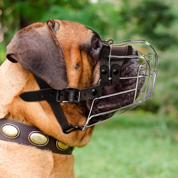 Handmade Leather Dog Muzzle on Bullmastiff