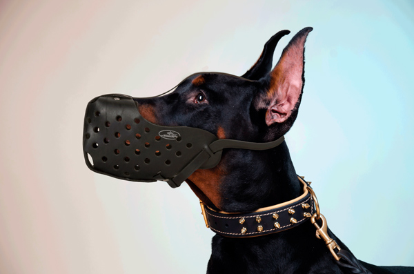 Reliable Leather Dog Muzzle on Doberman