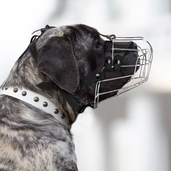 Walking Leather Dog Muzzle on Mastiff