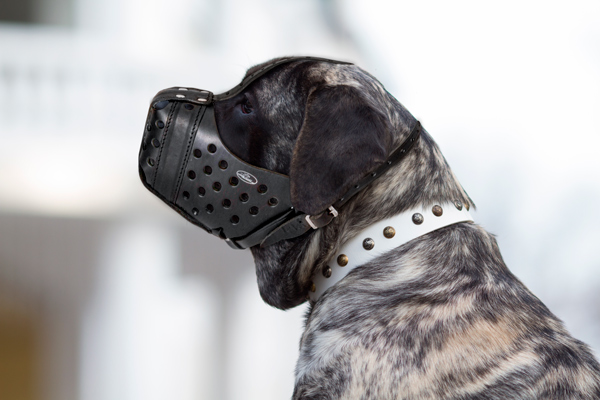 Handmade Leather Dog Muzzle on Mastiff