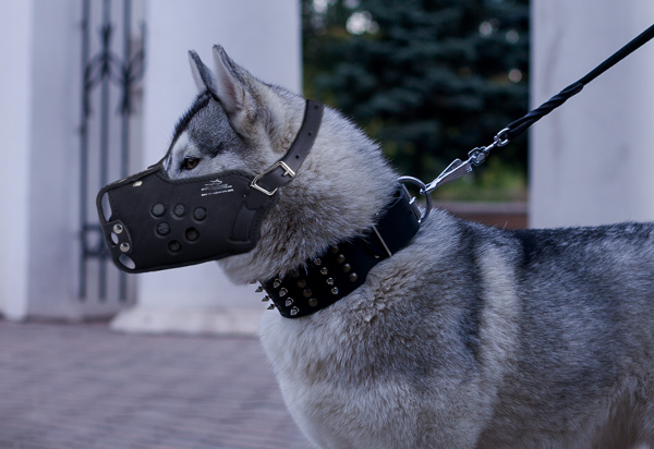 Walking Leather Dog Muzzle on Siberian Husky
