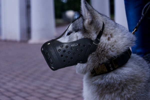 Dog Muzzle on Siberian Husky for Safe Walking