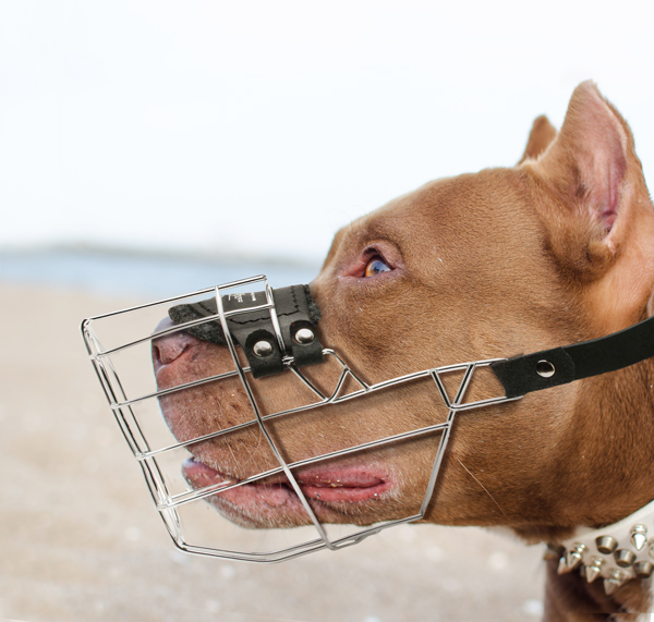 Wire Cage Leather Dog Muzzle on Pitbull