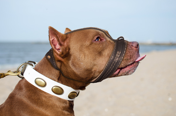 Exclusive Walking Leather Dog Muzzle on Pitbull