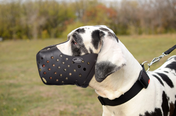 Great Dane wearing a reliable dog muzzle