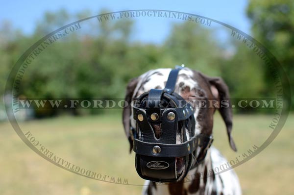 Well Ventilated Adjustable Leather Muzzle on Dalmatian