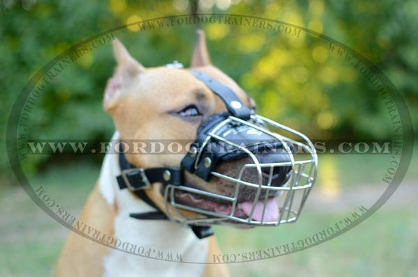 Training and Walking Amstaff Muzzle