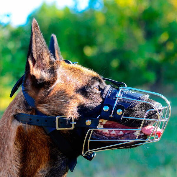 Metal Dog Muzzle for Everyday Walking on Belgian Malinois