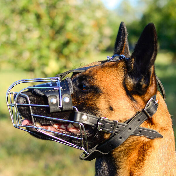 Dog Muzzle for Everyday Walking on Belgian Malinois