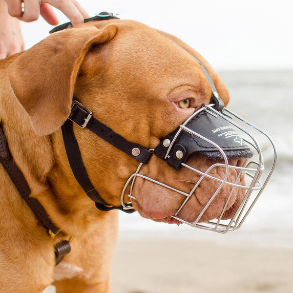 Dog Muzzle for Everyday Walking on Dogue de Bordeaux