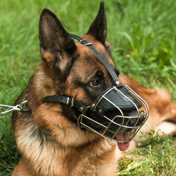 Dog Muzzle for Everyday Walking on German Shepherd