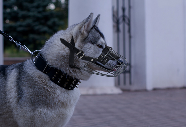 Well-ventilated Dog Muzzle on Siberian Husky