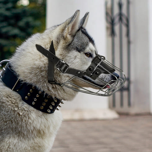 Well-ventilated Dog Muzzle on Siberian Husky