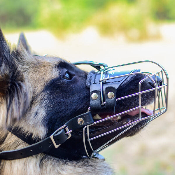 Dog Muzzle for Everyday Walking on Tervuren