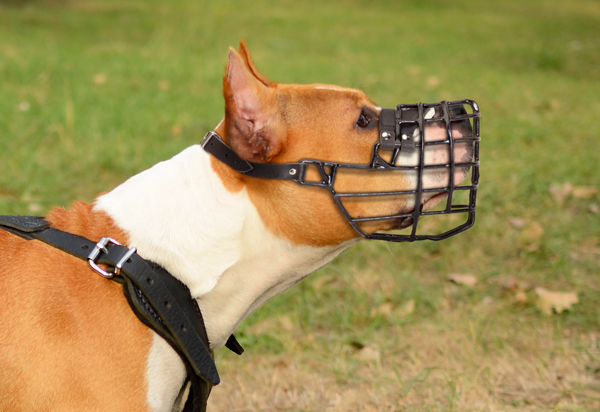 Winter Dog Muzzle on Amstaff