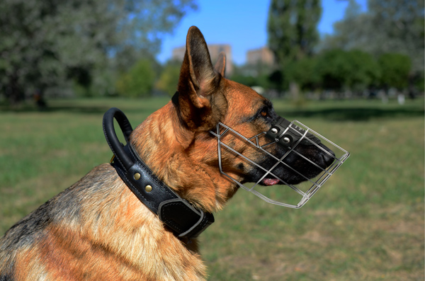 Wire Cage Dog Muzzle on German Shepherd