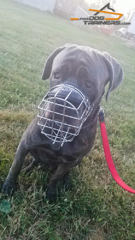 Ventilated Metal Muzzle for Mastiff Comfortable Walking and Training