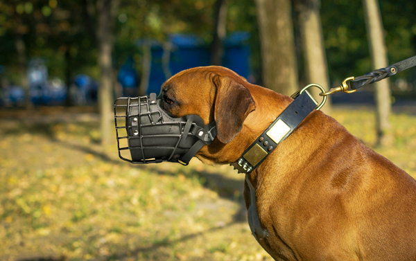 Walking Dog Muzzle on Boxer