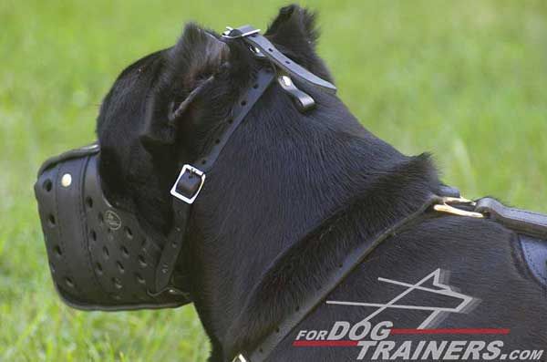 Cane Corso Leather Muzzle Durable Maintains Own Integrity