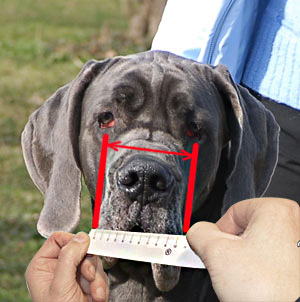 How to measure your Big Dog
