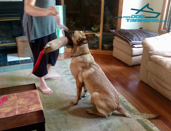 Leather Belgian malinois Bite Tug for Funny Training