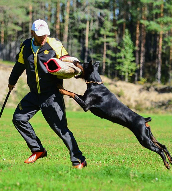 Dog Training Agitation Whip For Schutzhund Training