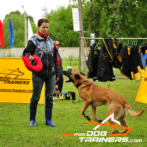 Efficient training French Linen dog bite tug