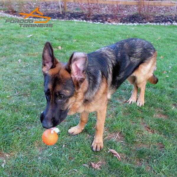 Bite Training Ball Made of Almost Indestructible Rubber