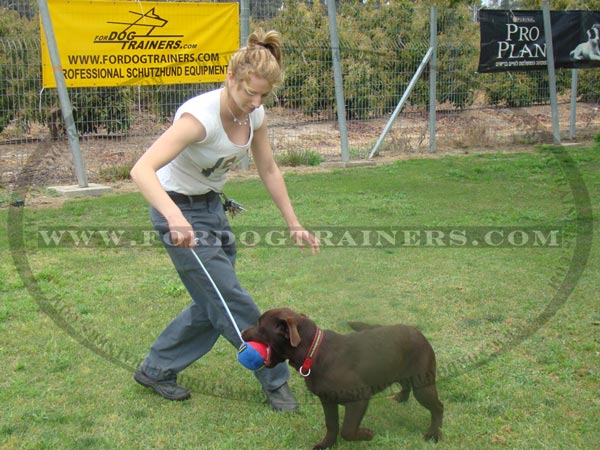 Labrador Dog Ball on string