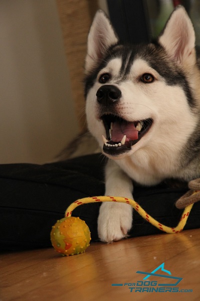 Lacey Playing with 100% Dog-safe Ball