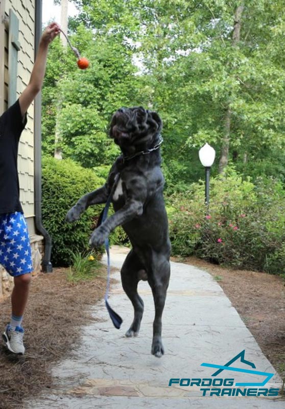 Neapolitan Mastiff Playing With Large Rubber Dog Ball Tt14