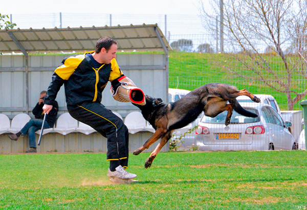 Reliable New Protection scratch jacket for dog training