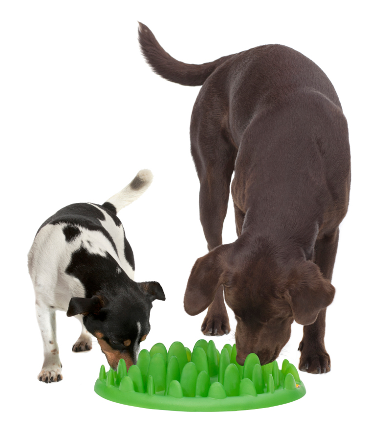 Grassy Plate Interactive Pet Feeder For Small Breeds Ka16 1073