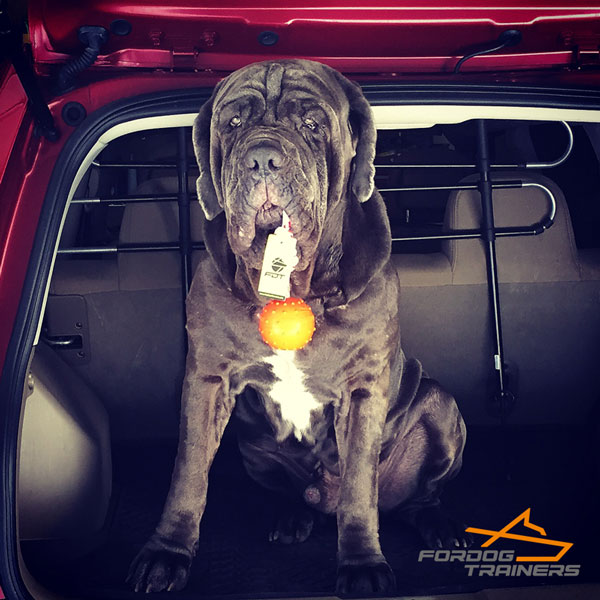 Rubber Bite Neapolitan Mastiff Ball Toy 