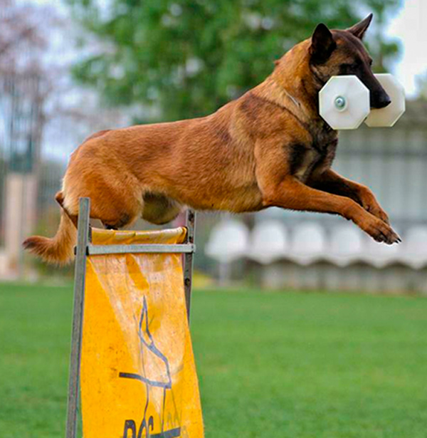 Reliable Schutzhund hurdle jump