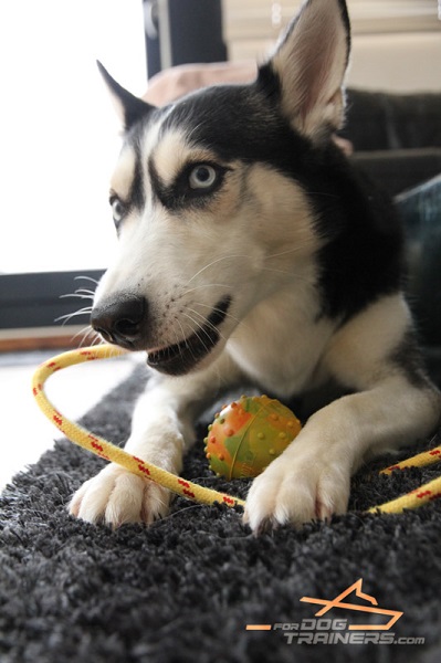 Top Quality Rubber Toy for Husky Training