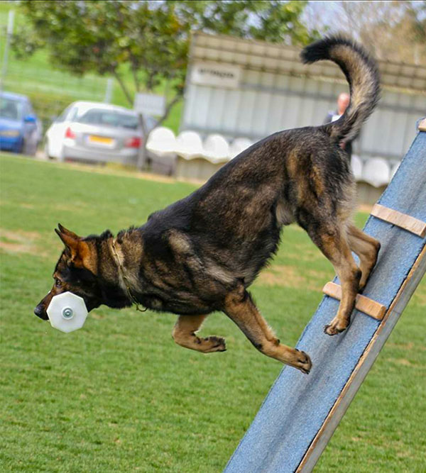 Durable Top Grade Dog Dumbbell for Schutzhund Trials