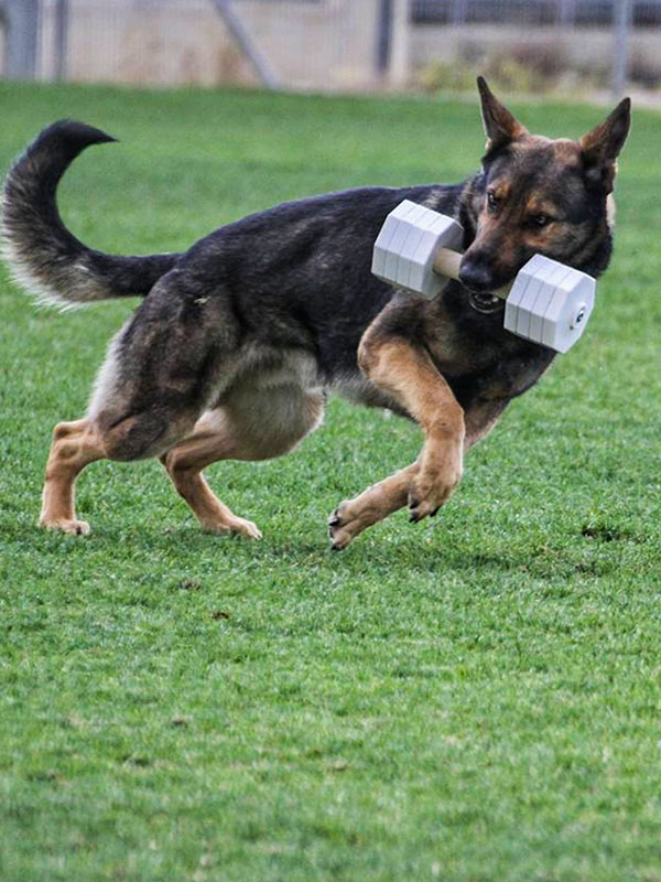 Stylish White Training Dog Dumbbell of Wood and Plastic 