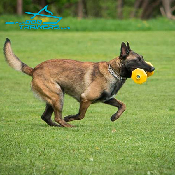 Schutzhund Dog Training umbbell with Yellow Polimeric Plates