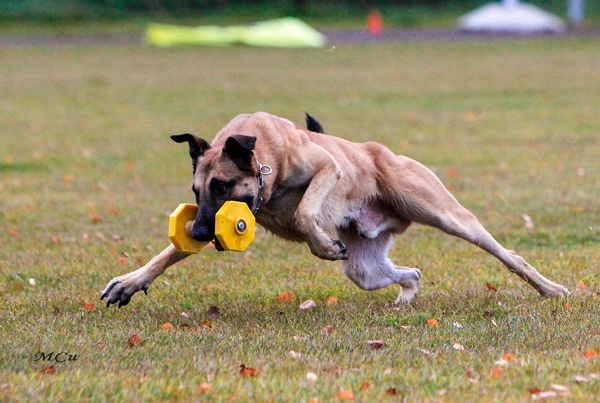 High-quality Wooden Dog Training Dumbbell with Removable Plastic Yellow Weight Plates