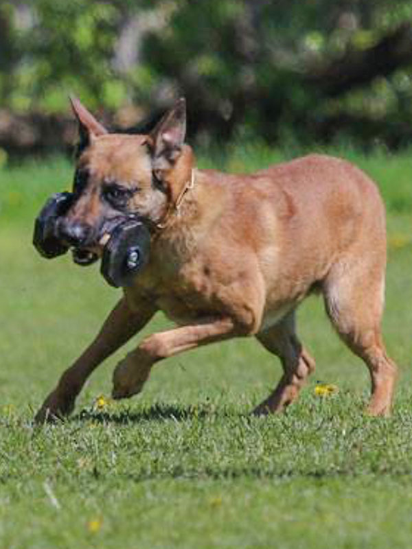 Strong Dog Dumbbell of Dried Wood