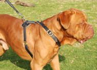 tracking pulling dog harness