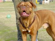 walcking ,tracking dog harness for dogue de bordeaxe